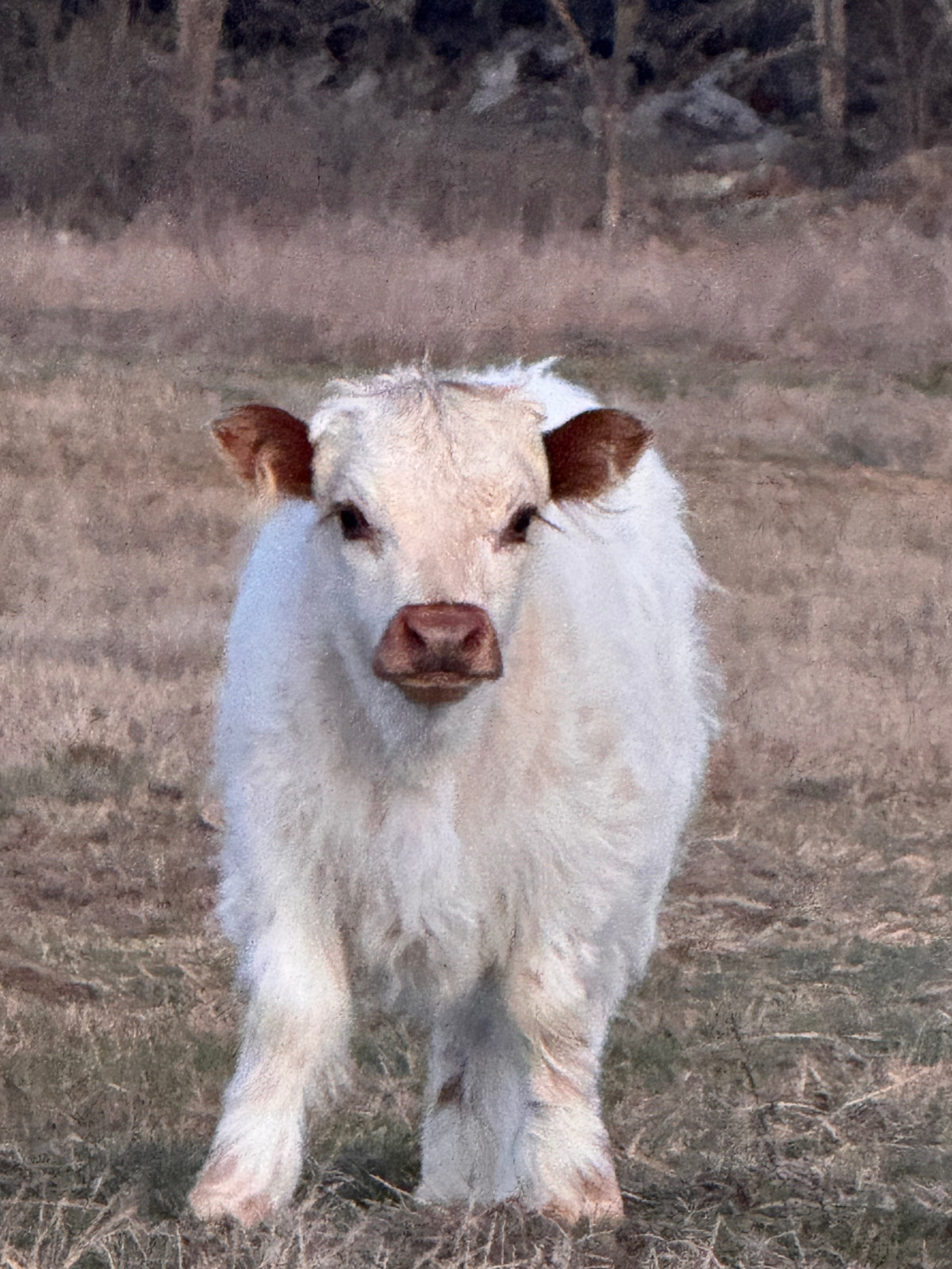 Bitsy
