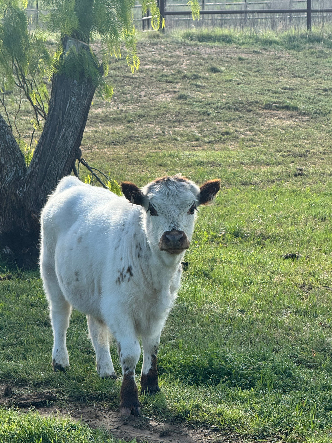 Angus (Gus)