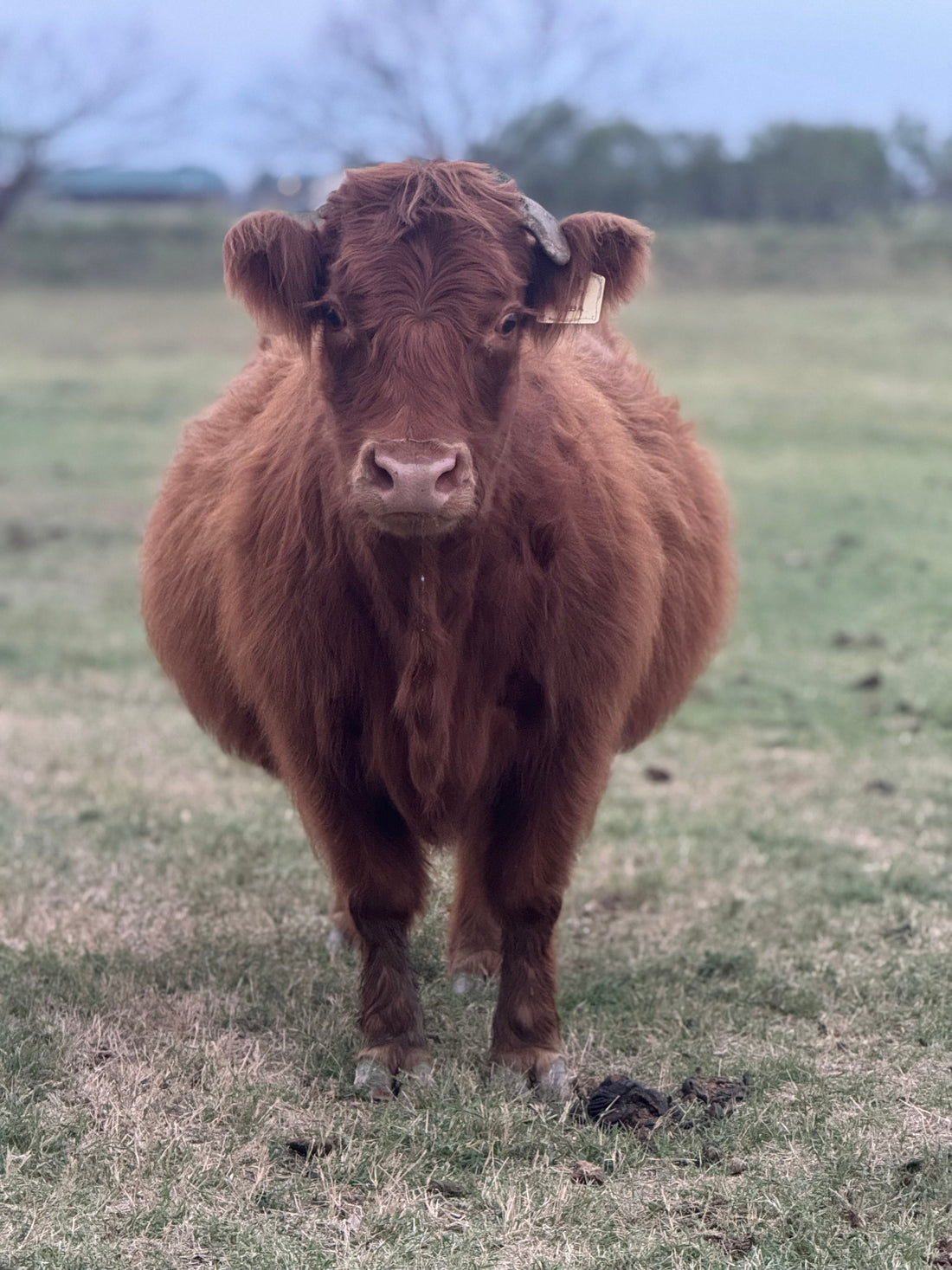 Reba