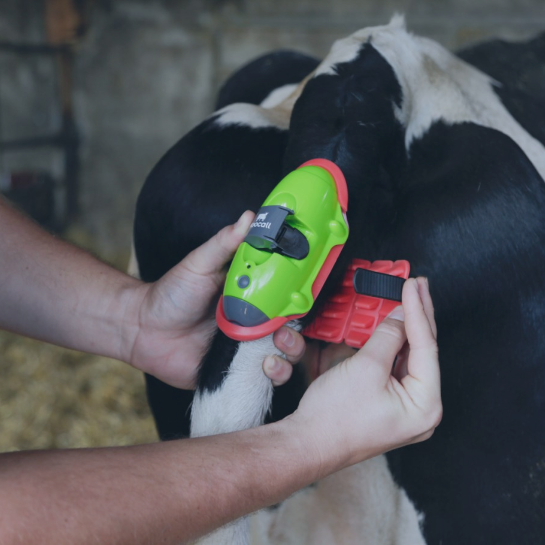 Final Thoughts: Calving Is Too Important to Leave to Chance