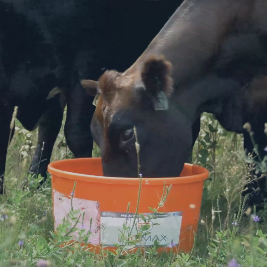 RioMax® Cattle Brushes: The Overlooked Upgrade That Reduces Stress, Improves Gain, and Elevates Herd Health